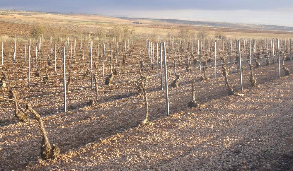 Низкая плотность посадки на виноградниках