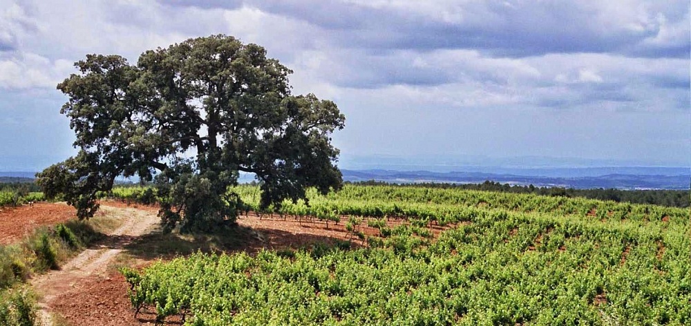 На этикетках вин El Renegado изображен старый дуб - многовековой живой свидетель жизни хозяйства